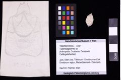 Foto (Objekt + Etiketten) von Tuberosagalathea sp. (NHMW-GEO-1990-0041-0465)